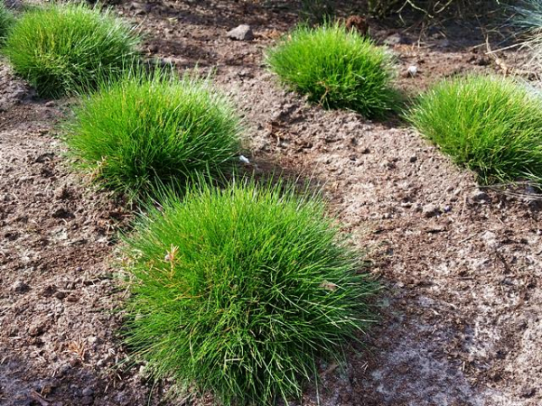 niedriges gras bodendecker immergün ziergras winterhart
